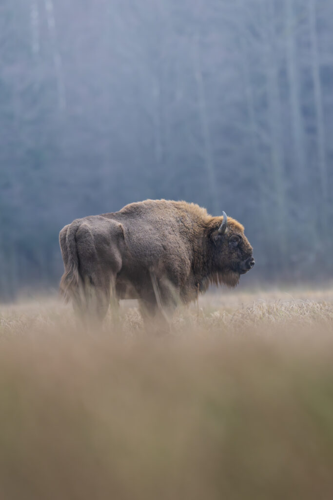 Bisonte europeo en pradera neblinosa con bosque de coníferas al fondo en invierno