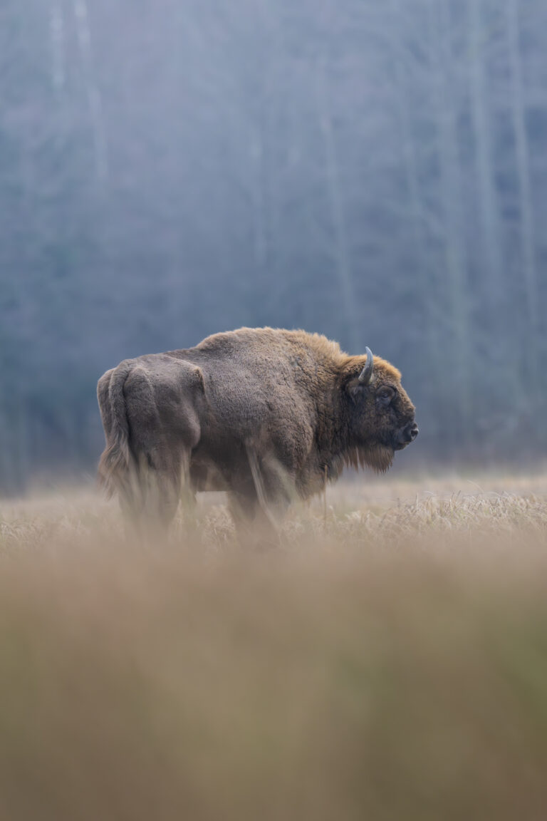 Bisonte europeo en pradera neblinosa con bosque de coníferas al fondo en invierno