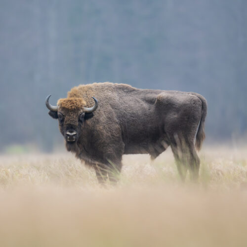Bisonte europeo en la pradera de Białowieża, Polonia, entre niebla matutina y bosque de fondo