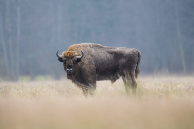 Bisonte europeo en la pradera de Białowieża, Polonia, entre niebla matutina y bosque de fondo