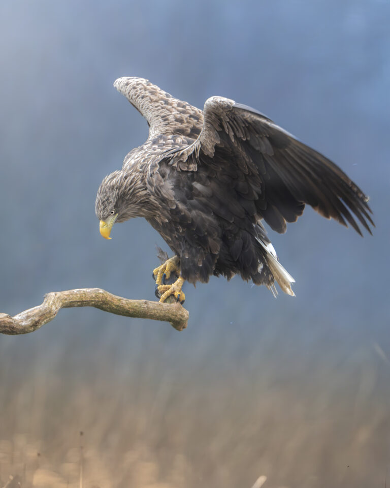 Águila calva en vuelo con las alas desplegadas posada en rama, cabeza blanca y cuerpo oscuro