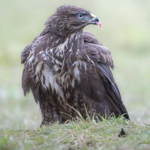 Águila esteparia posada en tierra con hierba, portando presa en el pico