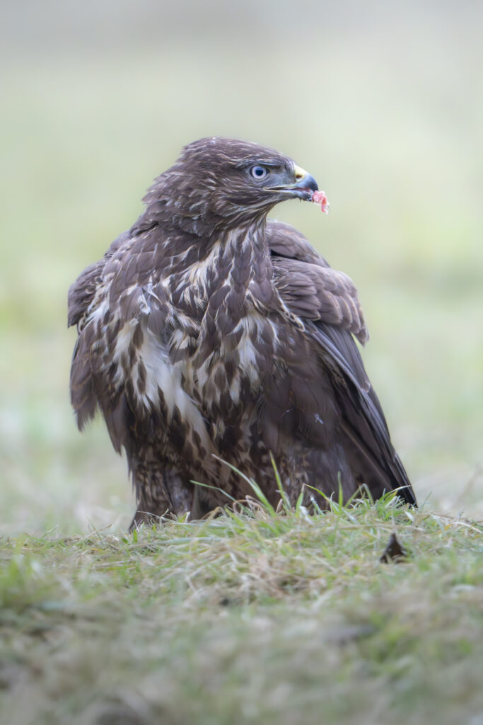 Águila esteparia posada en tierra con hierba, portando presa en el pico