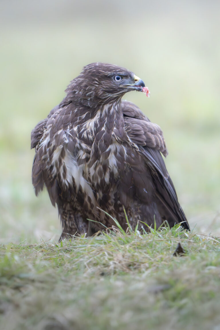 Águila esteparia posada en tierra con hierba, portando presa en el pico