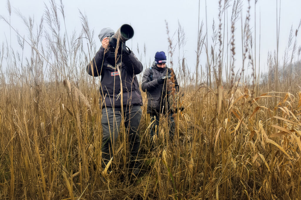 Dos exploradores caminan entre juncos secos en el bosque primario de Białowieża durante una expedición invernal.