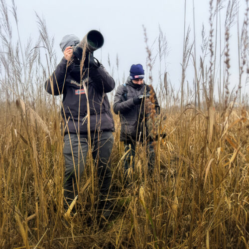 Dos exploradores caminan entre juncos secos en el bosque primario de Białowieża durante una expedición invernal.
