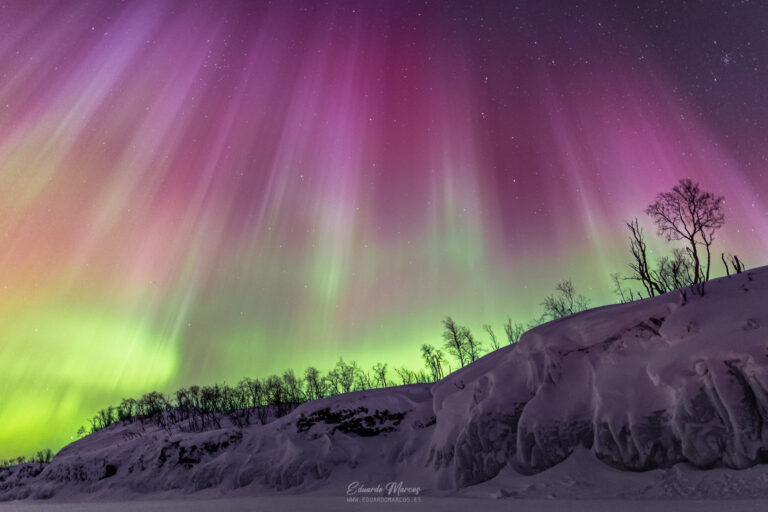 Aurora boreal verde y magenta sobre paisaje nevado con árboles en Abisko, Laponia.
