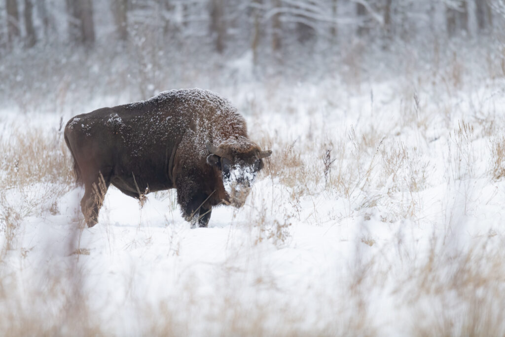 Bisonte europeo macho cubierto de nieve caminando por la estepa helada de Bialowieza
