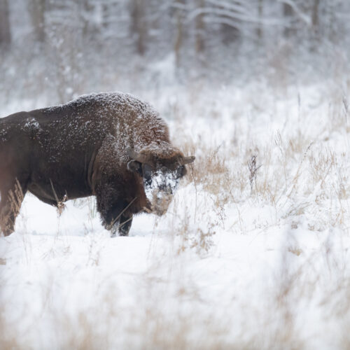 Bisonte europeo macho cubierto de nieve caminando por la estepa helada de Bialowieza