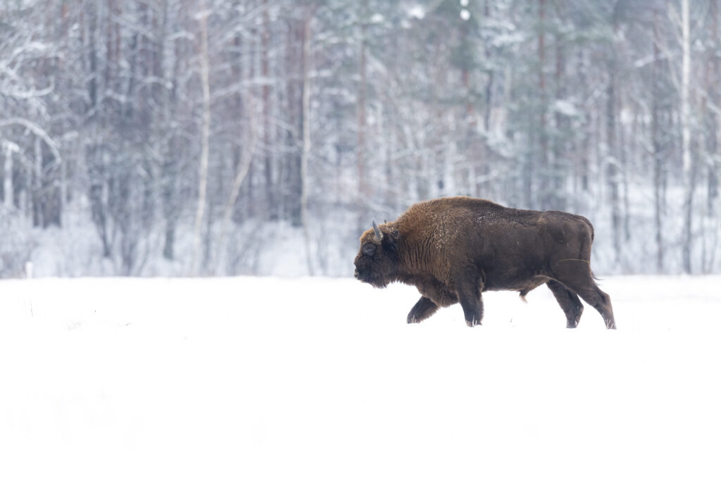 Bisonte europeo caminando en la nieve frente a un bosque nevado en Bialowieza, Polonia
