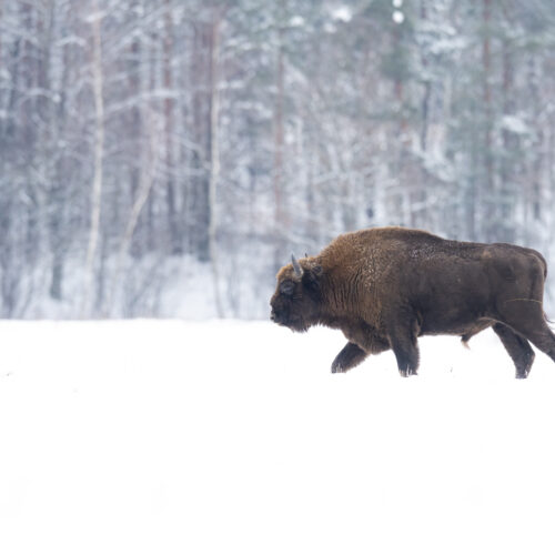 Bisonte europeo caminando en la nieve frente a un bosque nevado en Bialowieza, Polonia