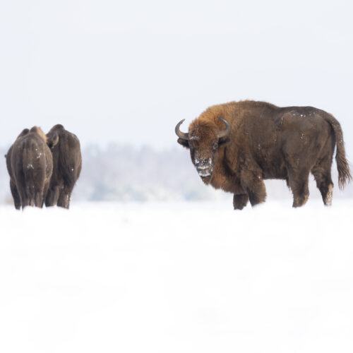Bisonte europeo macho en la nieve del bosque de Białowieża, Polonia, con otros ejemplares al fondo