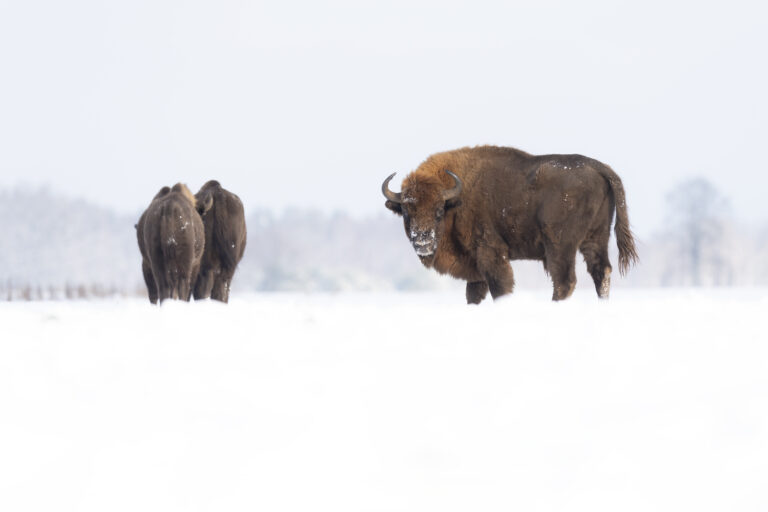 Bisonte europeo macho en la nieve del bosque de Białowieża, Polonia, con otros ejemplares al fondo