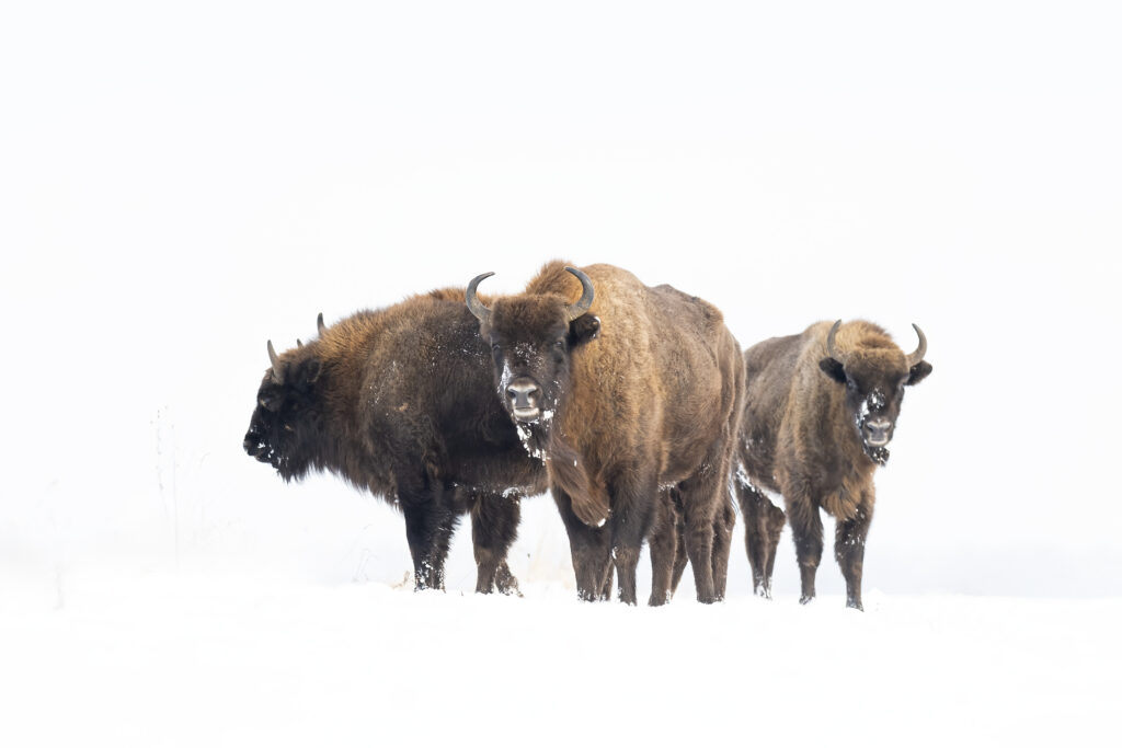 Tres bisontes europeos en la nieve, con pelaje marrón oscuro y cuernos, en el bosque de Białowieża.