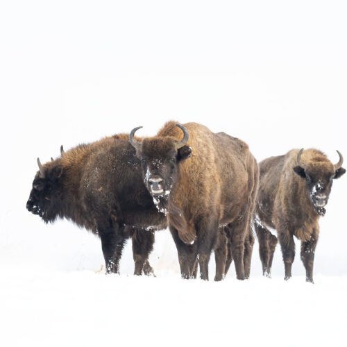 Tres bisontes europeos en la nieve, con pelaje marrón oscuro y cuernos, en el bosque de Białowieża.