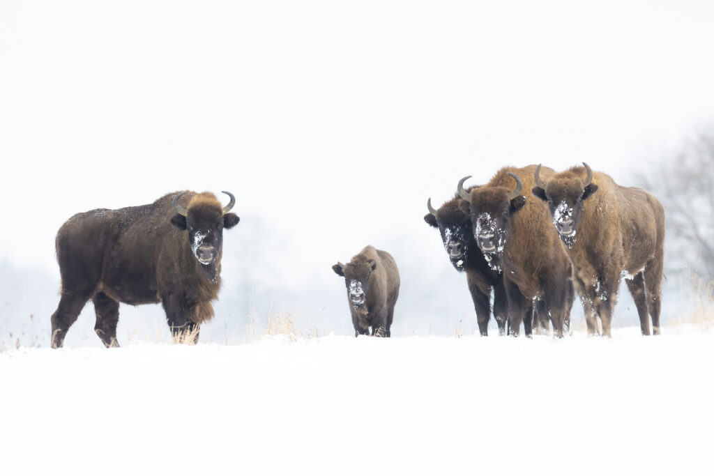 Manada de bisontes europeos en la nieve de Bialowieza, Polonia, con hielo en sus hocicos