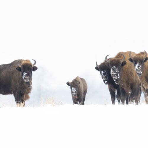 Manada de bisontes europeos en la nieve de Bialowieza, Polonia, con hielo en sus hocicos