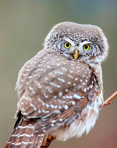 Búho pigmeo con plumaje gris y blanco moteado, posado en rama con nieve, mirando hacia la cámara con ojos amarillos brillantes