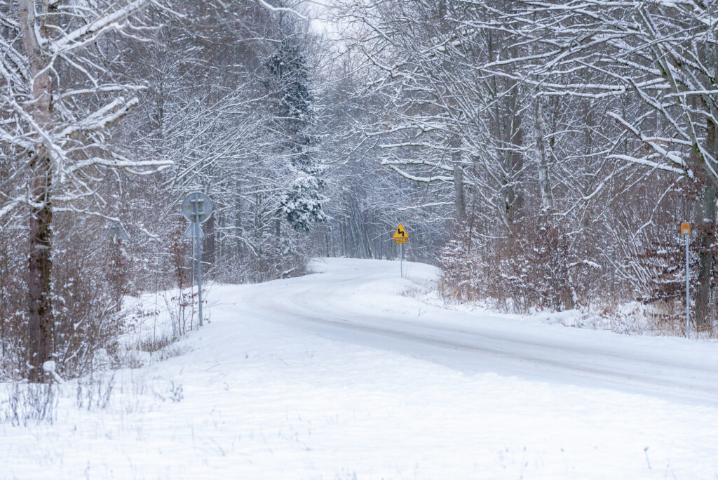 Camino forestal nevado entre árboles cubiertos de nieve en invierno, Bosque de Bialowieza, Polonia