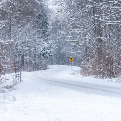 Camino forestal nevado entre árboles cubiertos de nieve en invierno, Bosque de Bialowieza, Polonia
