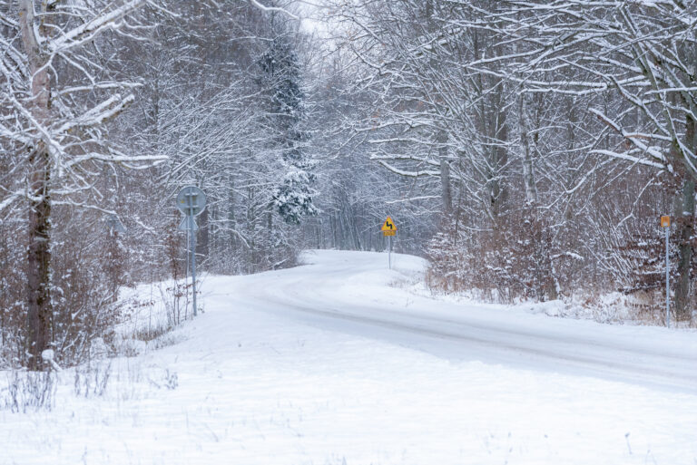 Camino forestal nevado entre árboles cubiertos de nieve en invierno, Bosque de Bialowieza, Polonia
