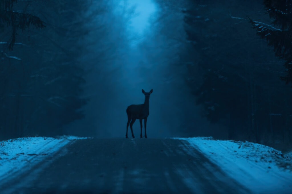 Ciervo solitario en la carretera del bosque de Bialowieza al atardecer, iluminado por luz azul