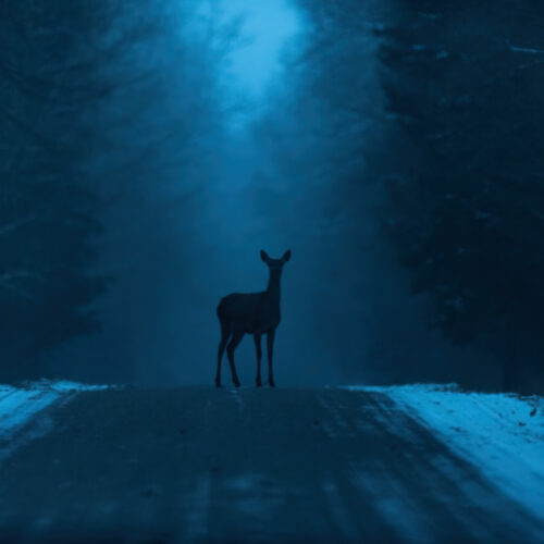 Ciervo solitario en la carretera del bosque de Bialowieza al atardecer, iluminado por luz azul