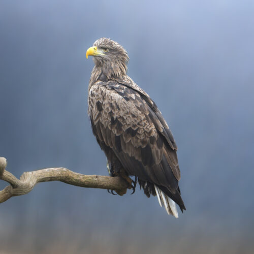 Águila calva posada en rama desnuda contra cielo azul, mostrando plumaje blanco y marrón