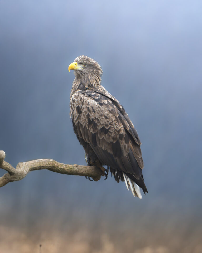 Águila calva posada en rama desnuda contra cielo azul, mostrando plumaje blanco y marrón