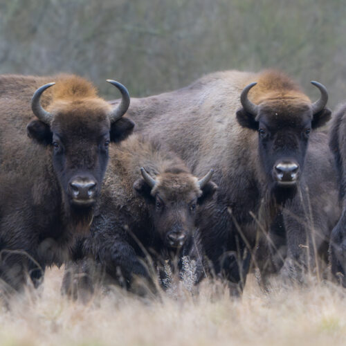 Tres bisontes europeos en la hierba, dos adultos con cuernos y una cría en el centro, bosque de fondo