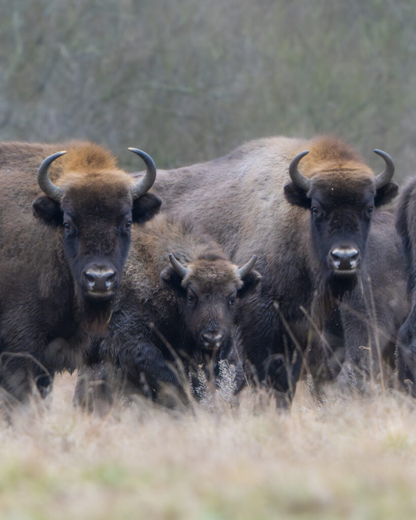 Tres bisontes europeos en la hierba, dos adultos con cuernos y una cría en el centro, bosque de fondo